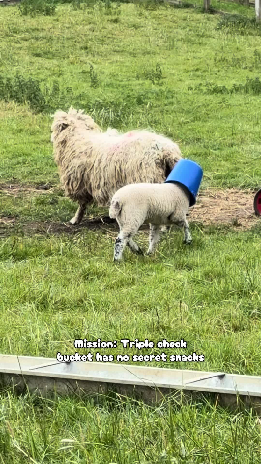 @Amy🐑🚜