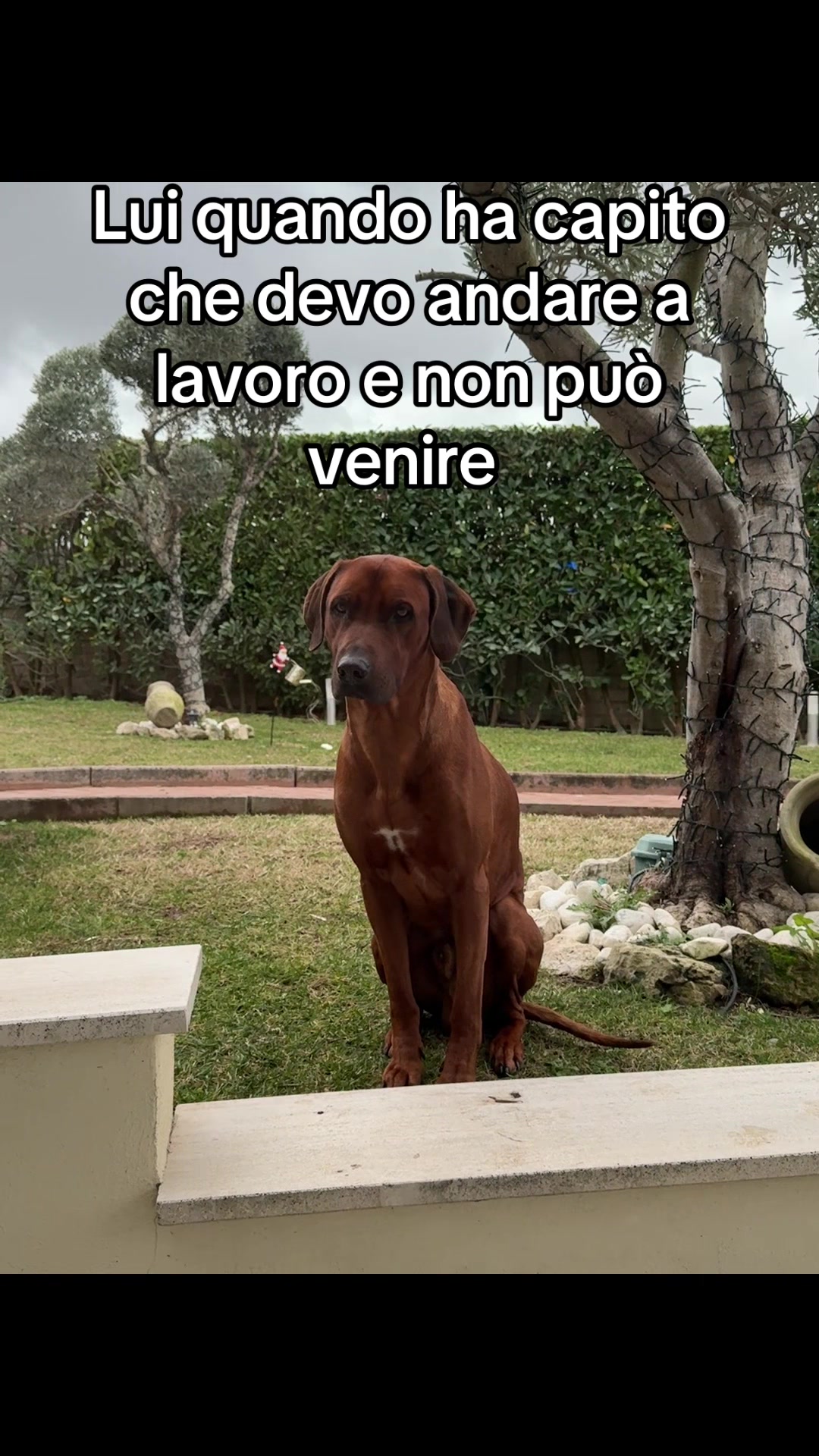 @danilo.gneo