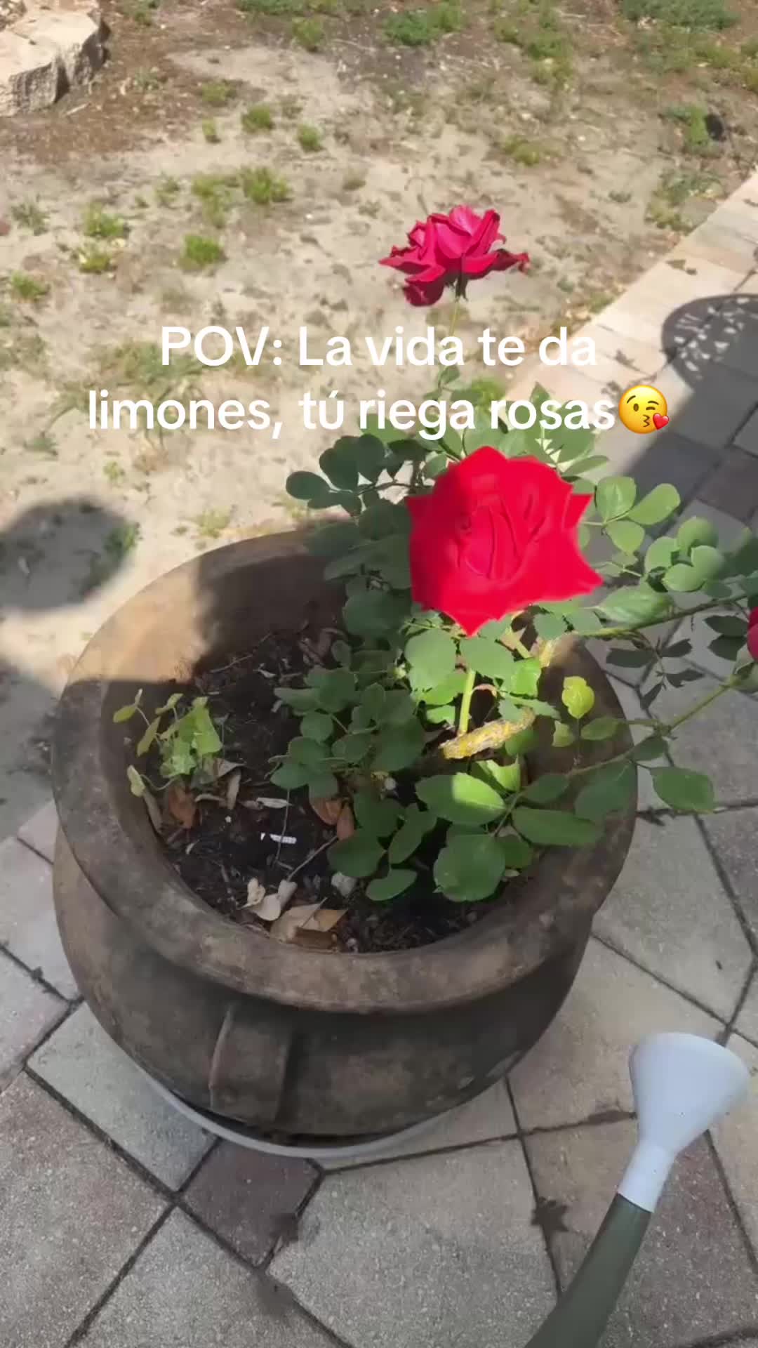 @Oreo