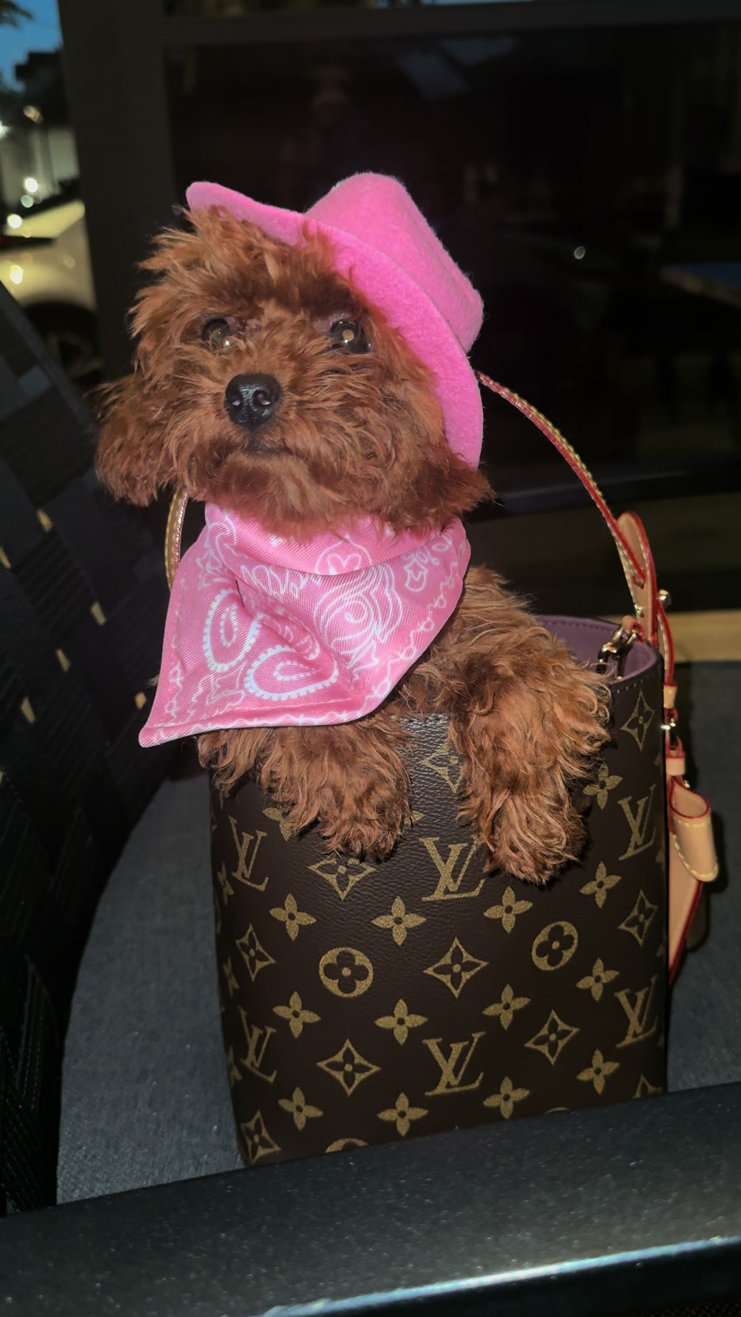 @Pomeranian.Glamour