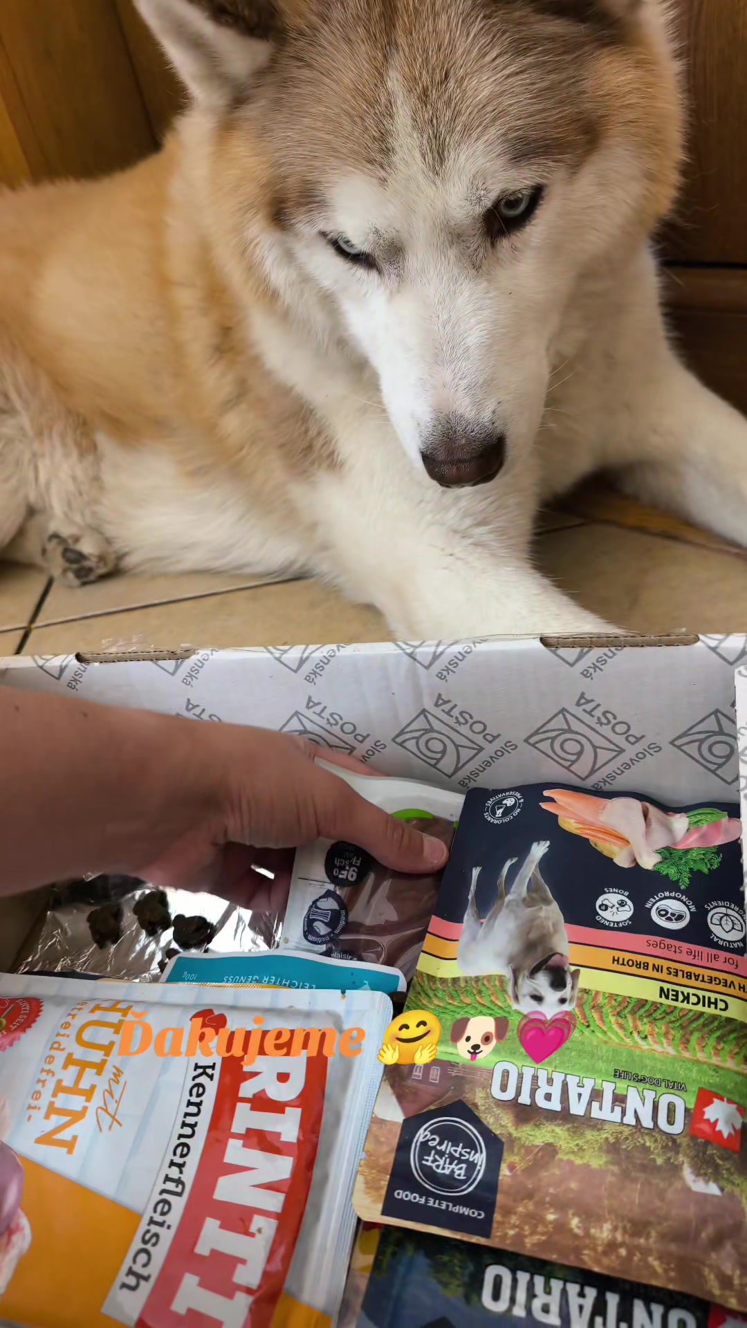 @Marianni and her husky dogs