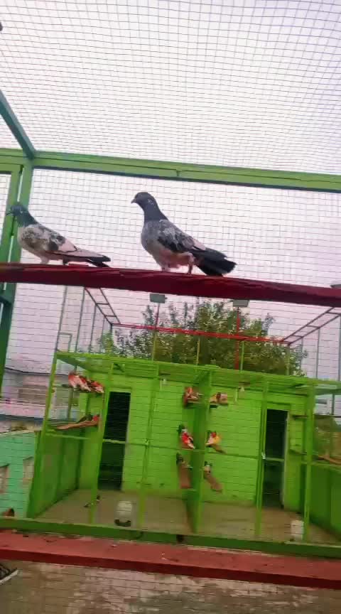 @چھت شہزاد عرف سنی UK