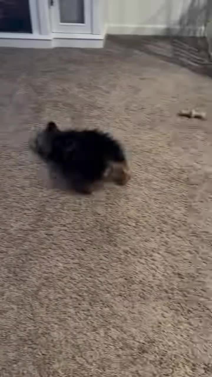 @🥧