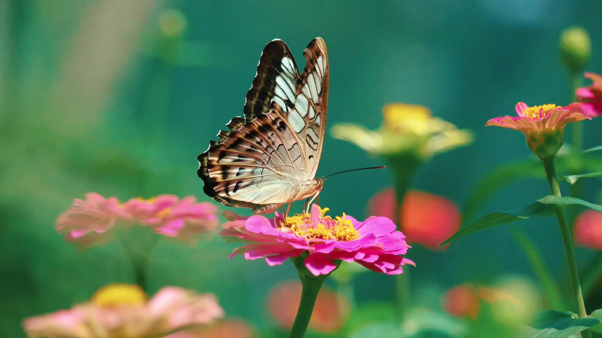 @Nature Scope