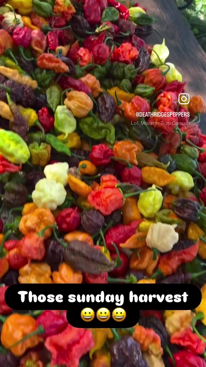 @Jdeaththepepperguy 🌶️AGX🌶️🌱