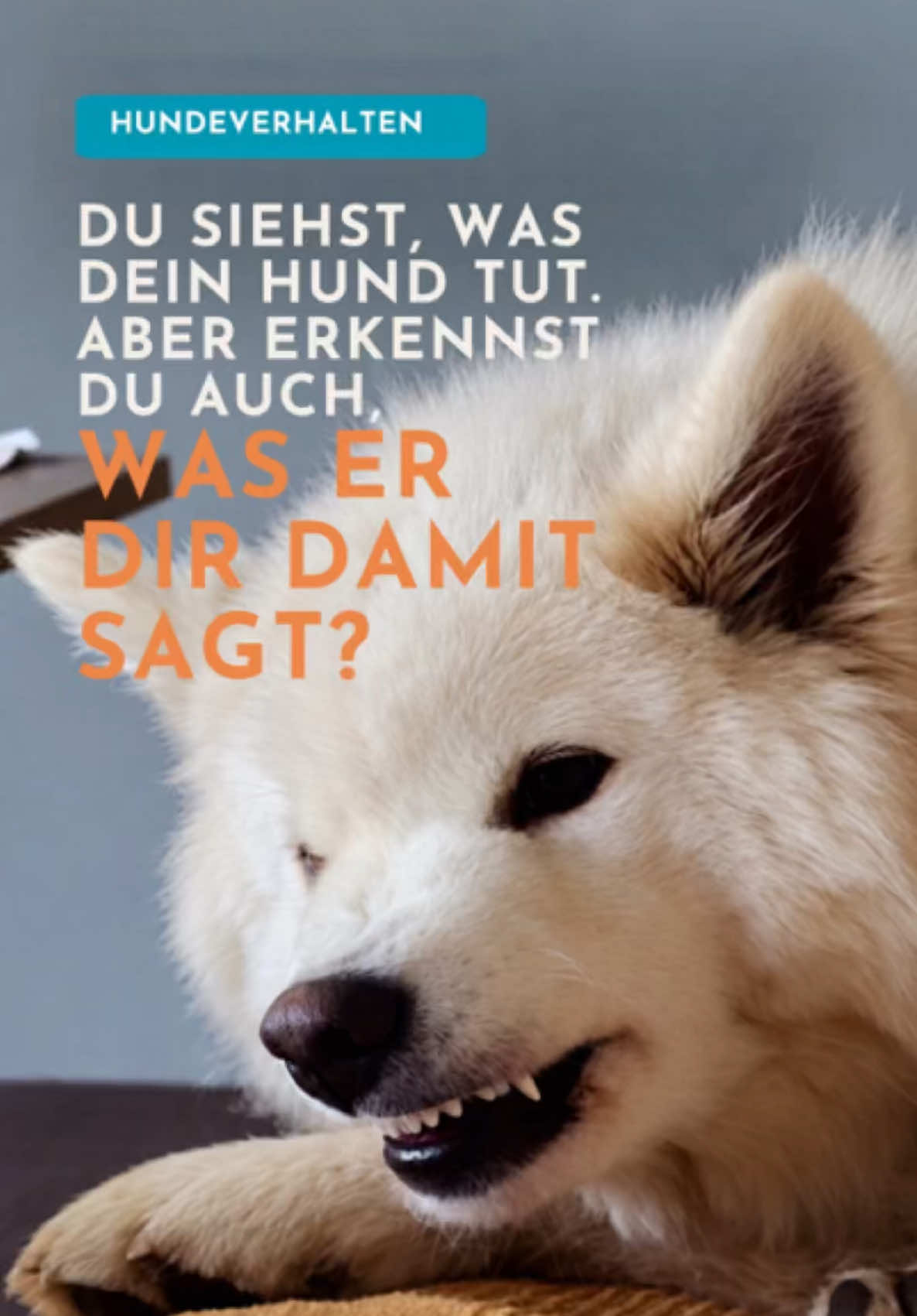 @Mehrere Hunde, ein Team!