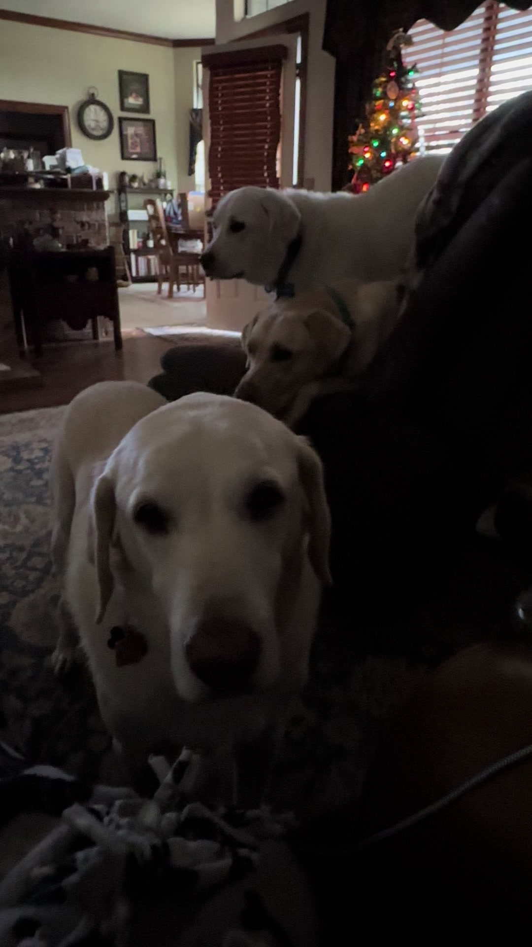 @@ballparkdoxies