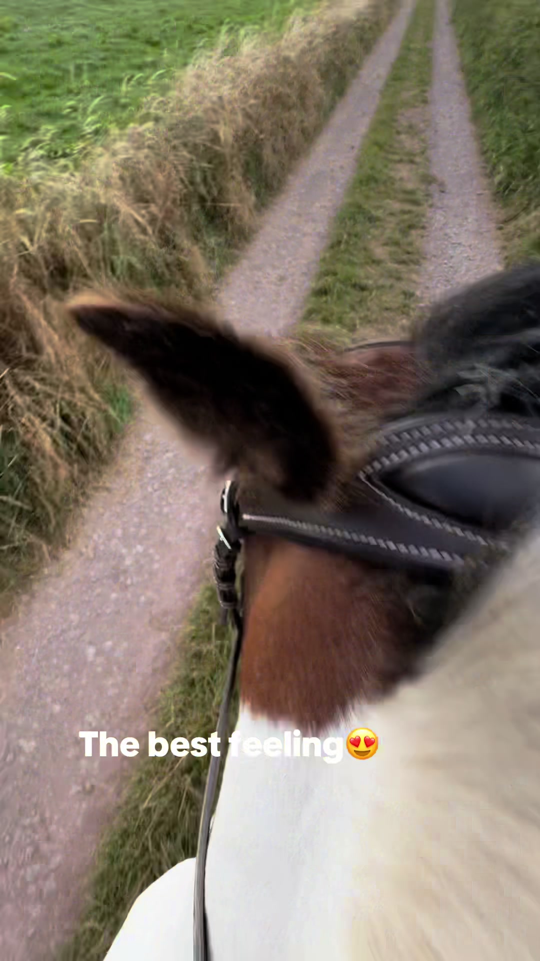 @Lilywiththecobs🐴