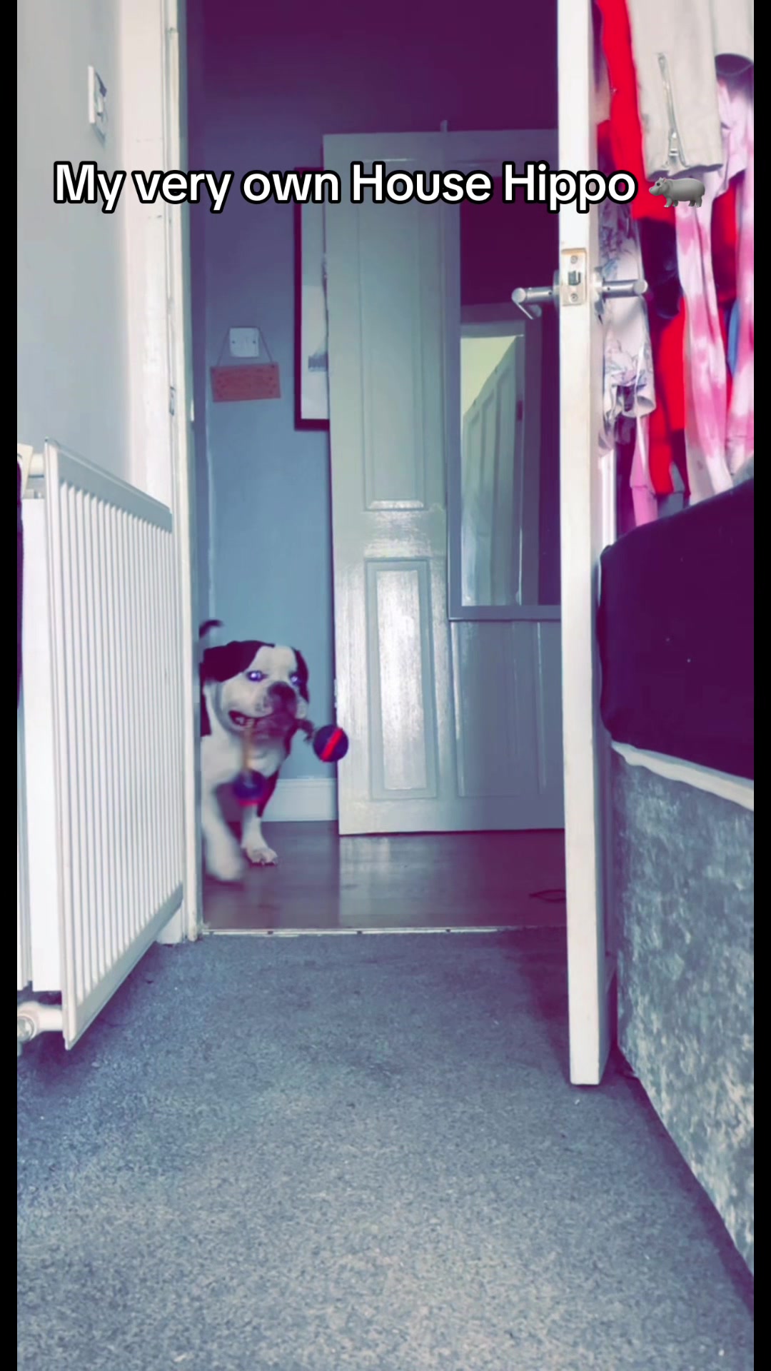 @🐶 Luna And Bear 🐶