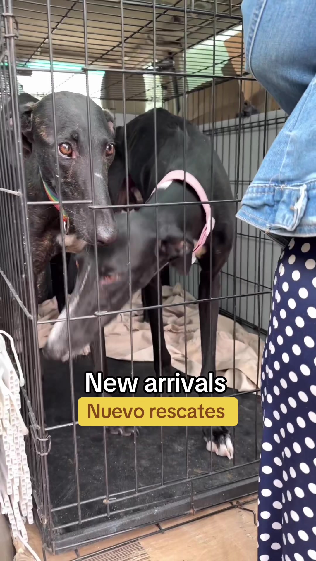 @Galgos del Sol