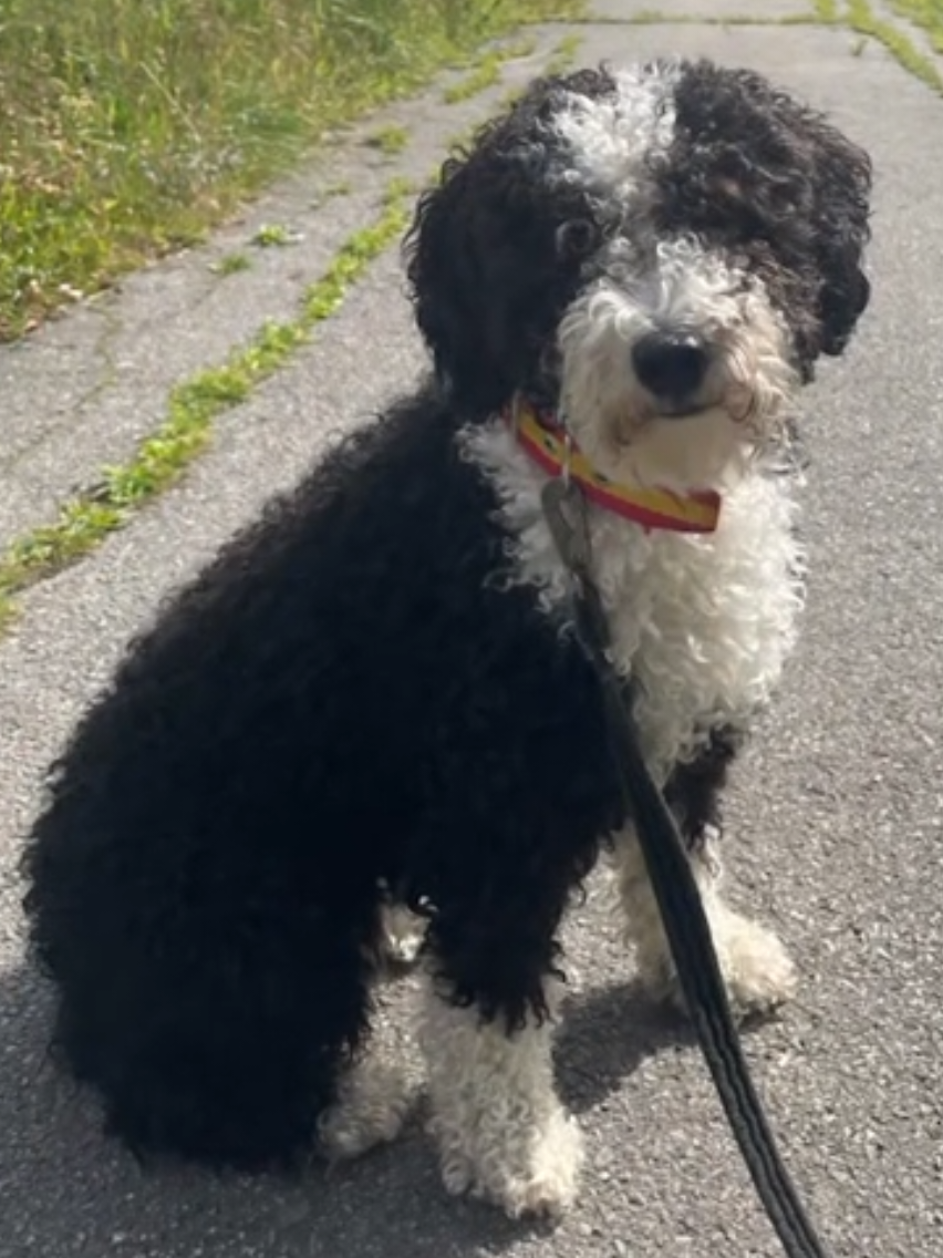 @🐾✨️mhdogs✨️🐾🇸🇪
