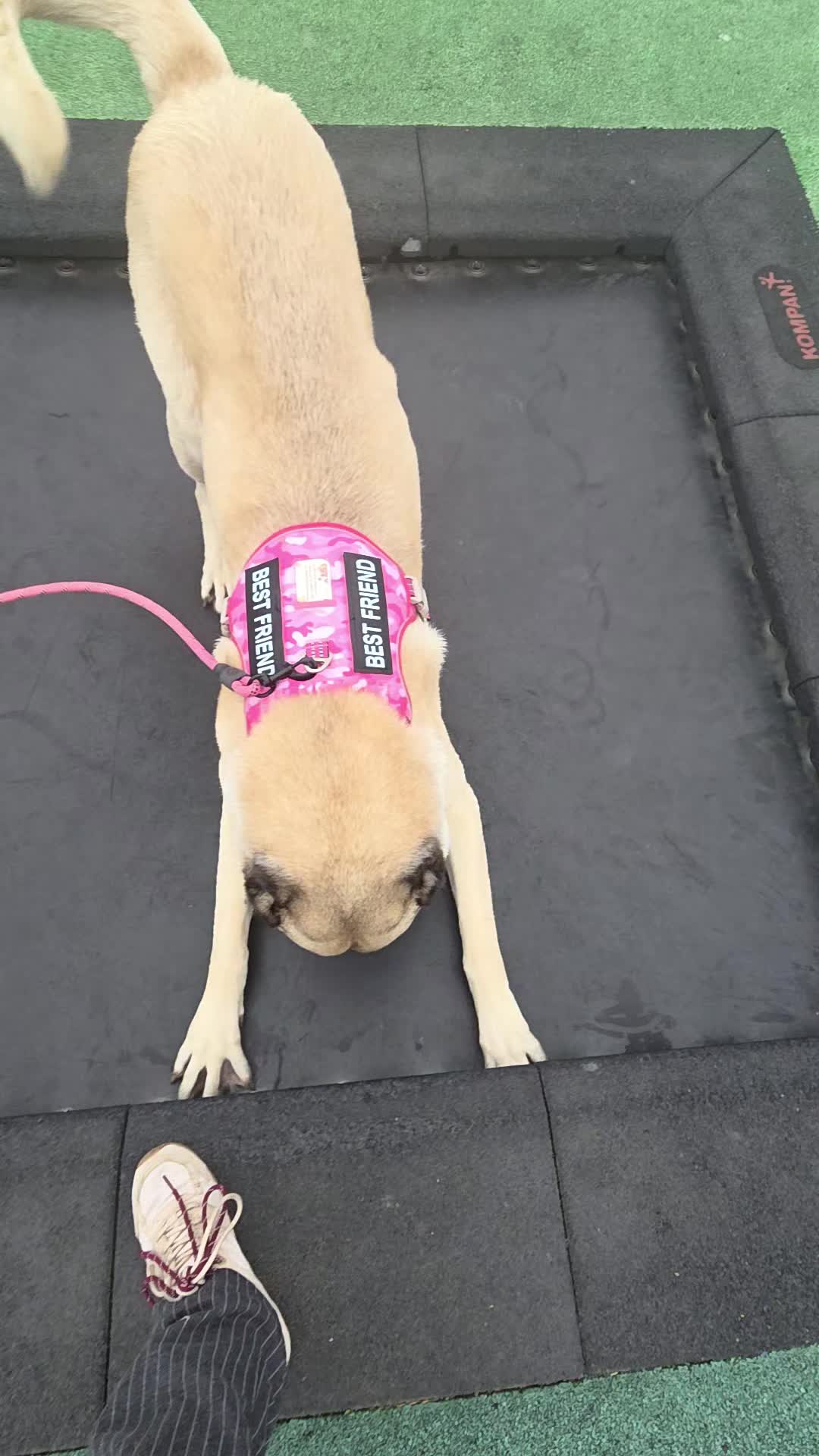 @Wellness for Pet