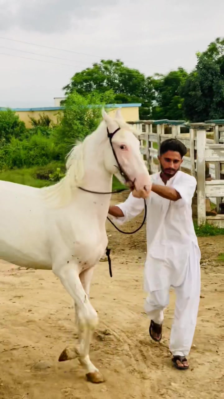 @Ch Hammad bokan ♥️🐎