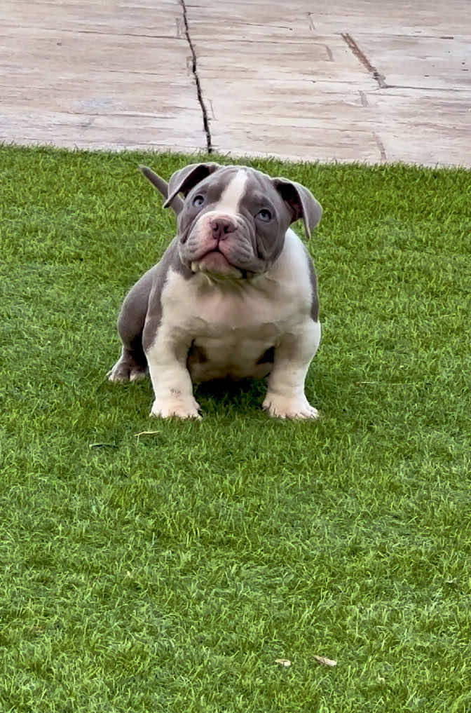 @Mascotas ,cachorritos bonitos