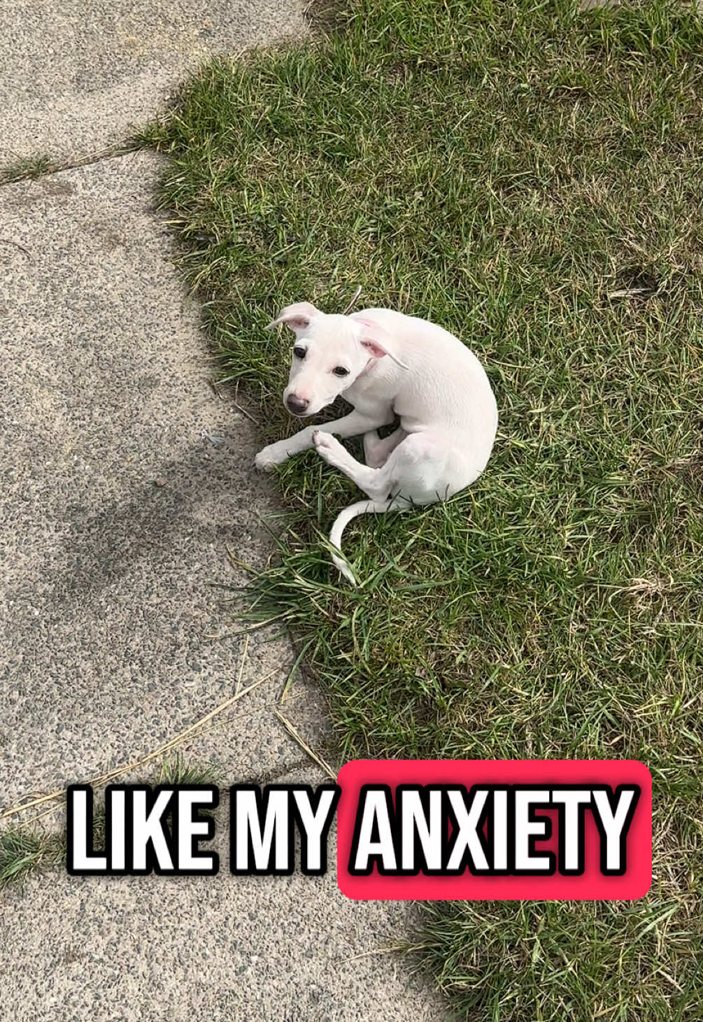 @lifeofpinky