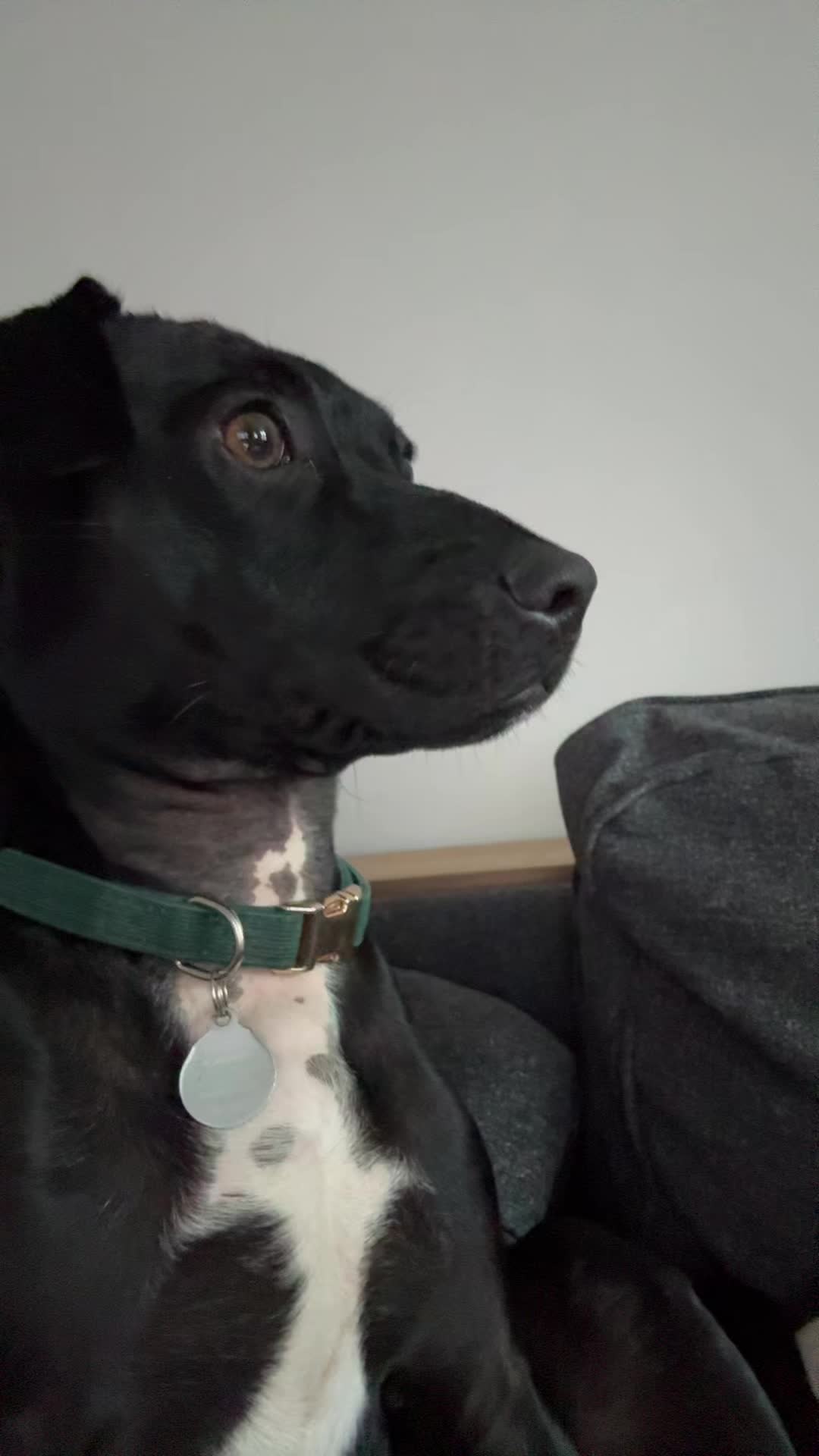 @StopImAlreadyDan