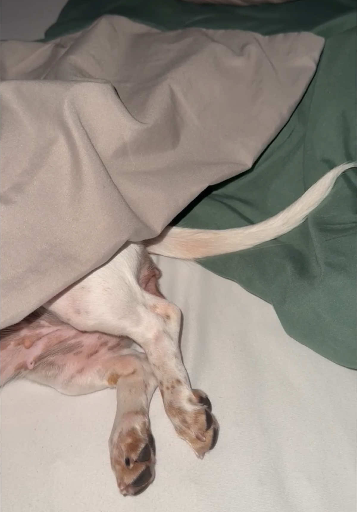 @Mileythedackel