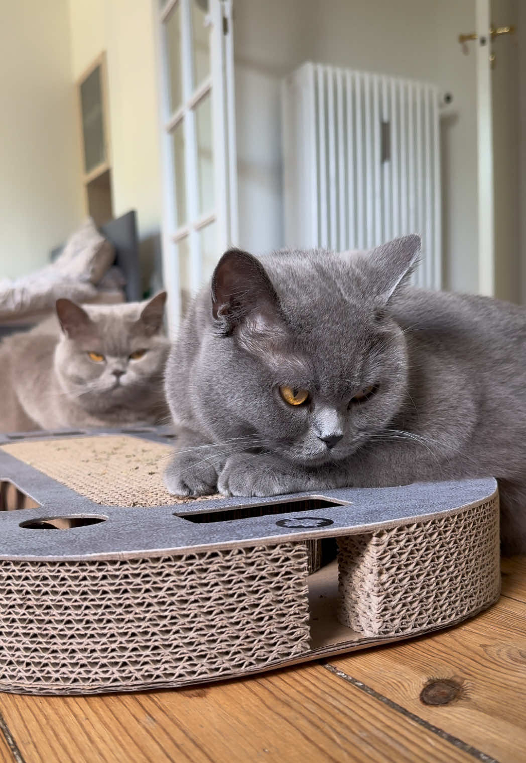 @Purrpawspals โจ