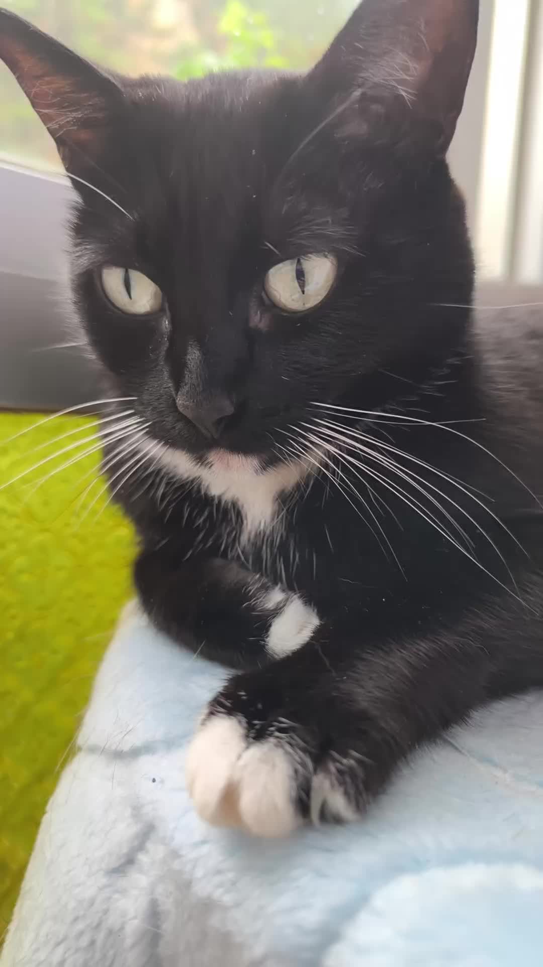@La loca de los gatos