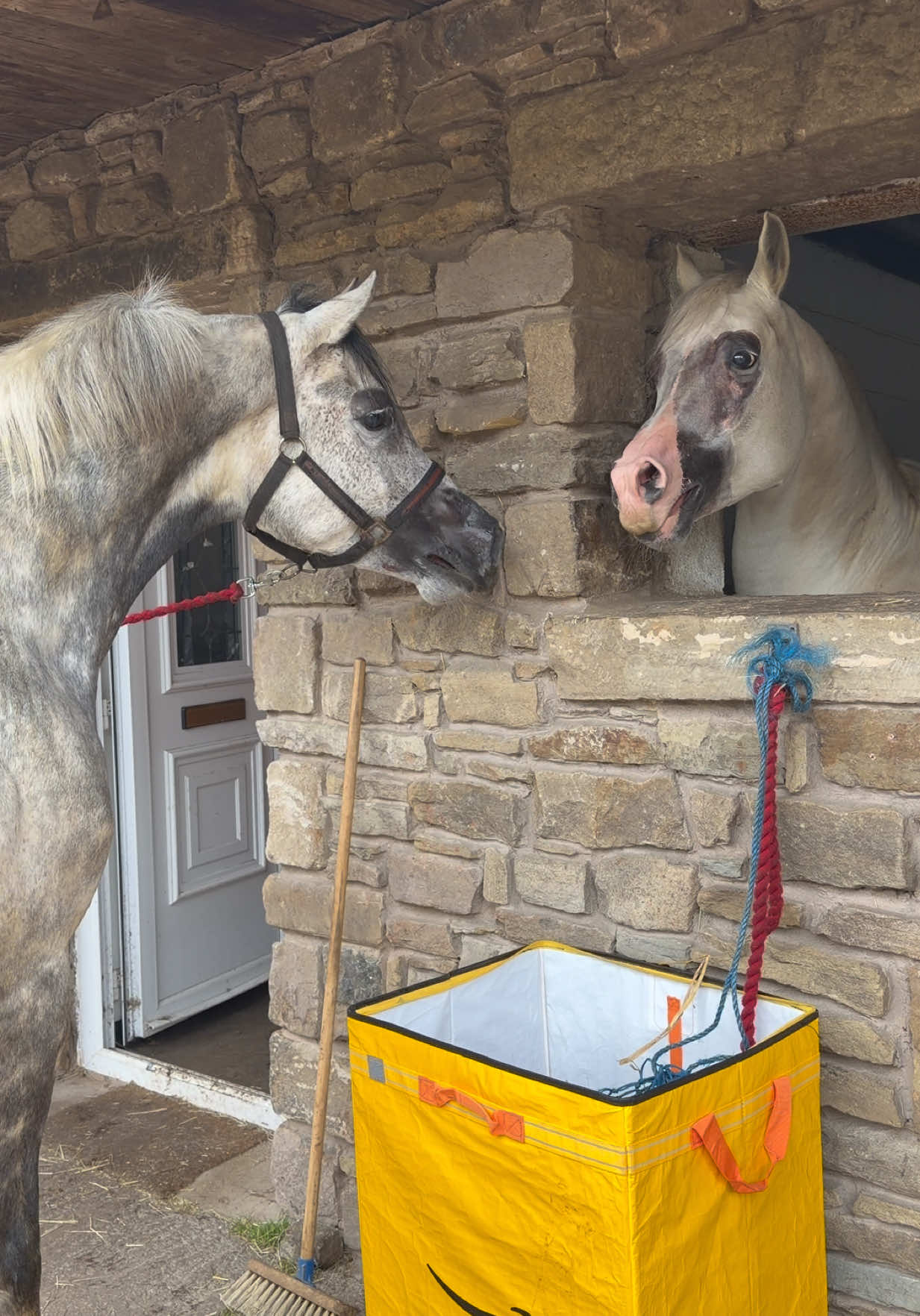 @thekhansarabianstudfarm