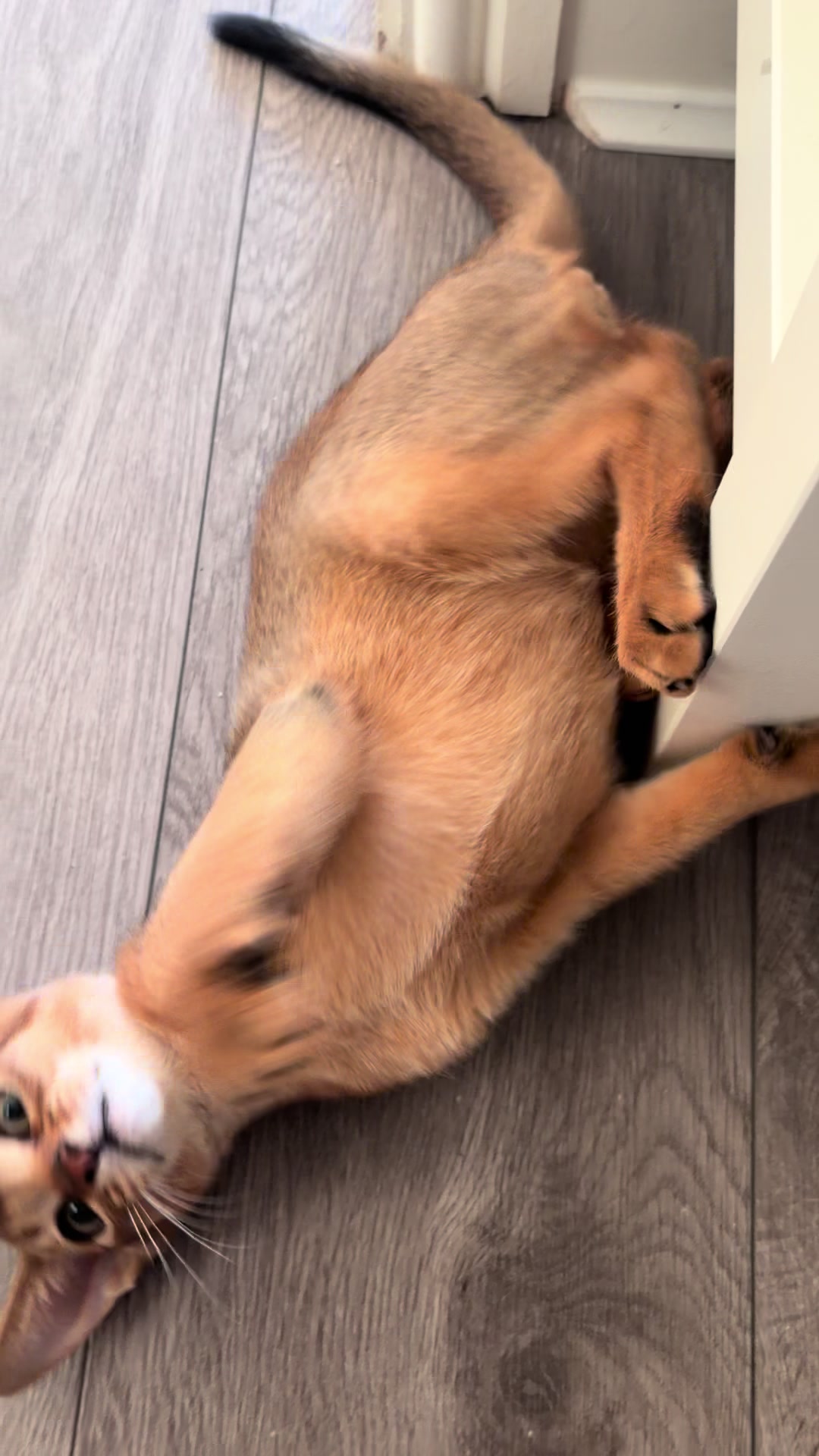 @Abyssinian cat UK