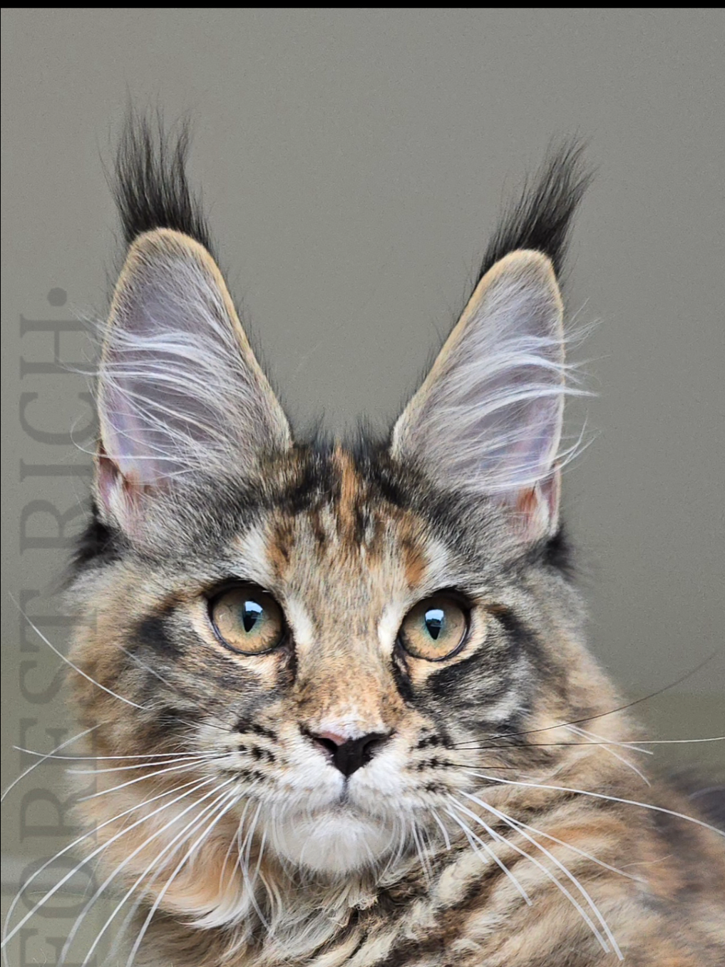 @Maine Coon Cattery Forest Rich