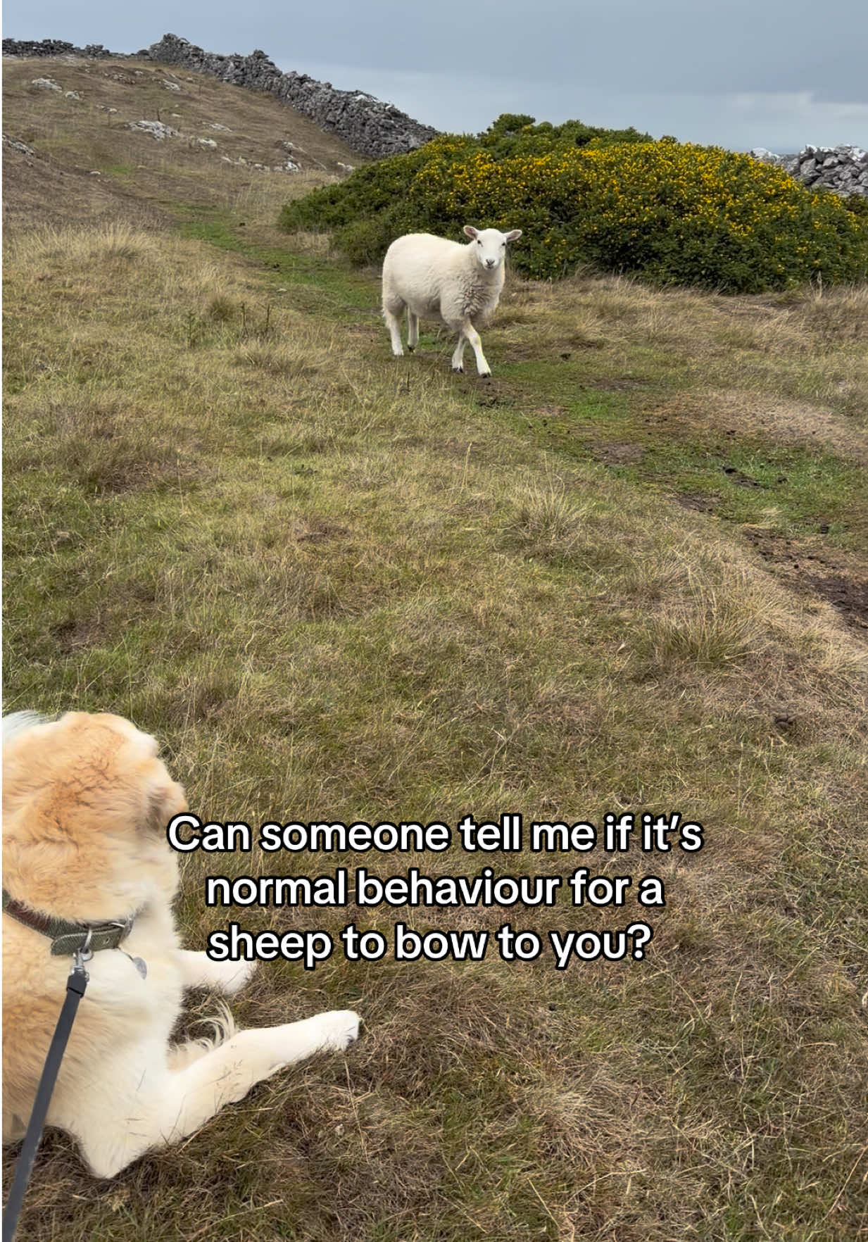 @Bailey