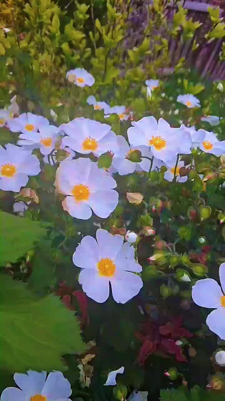 @yeasminbegum435