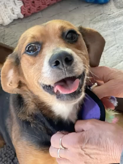@One Love Animal Rescue Group