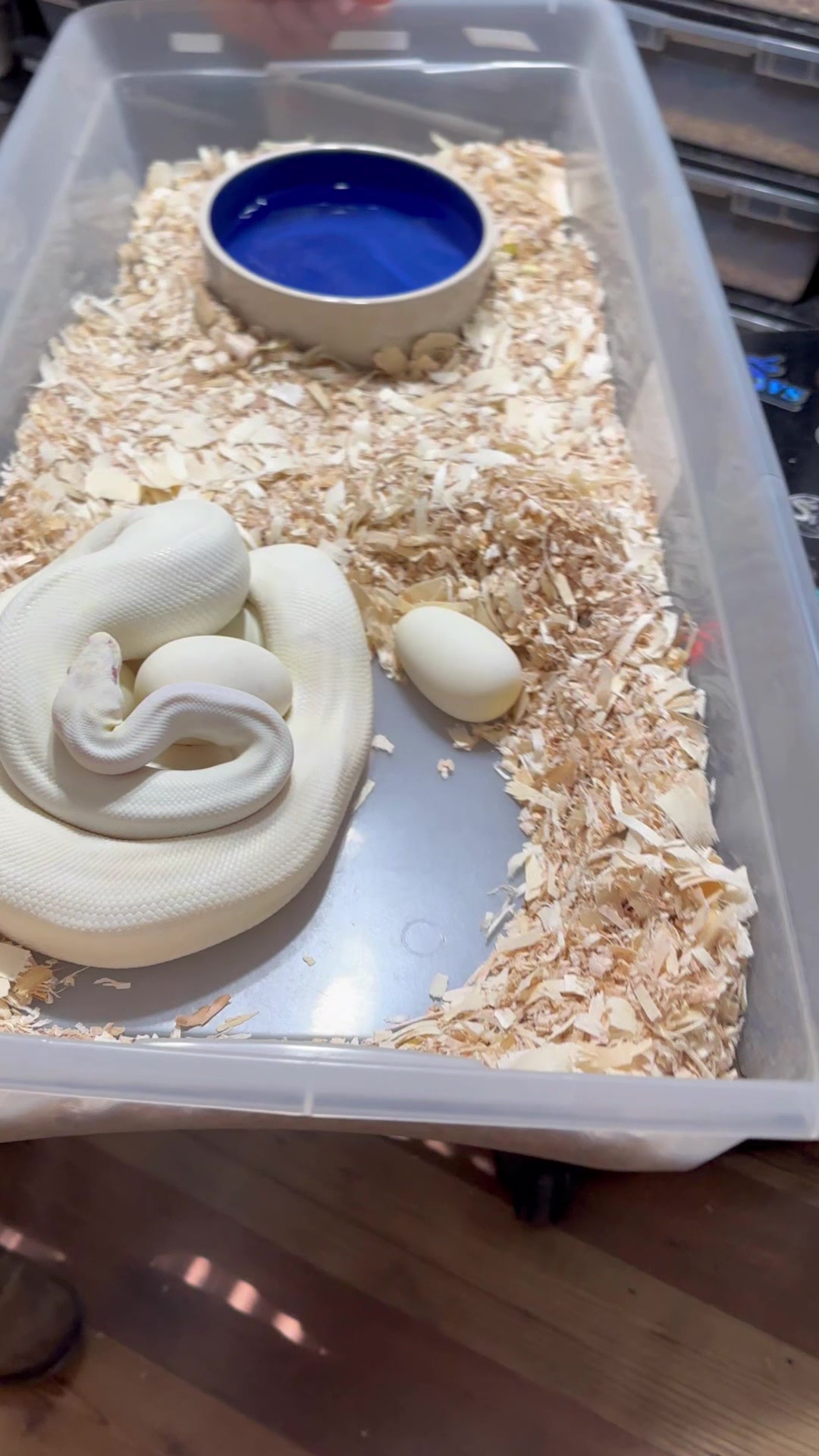 @Sallevallesnakes (jose)