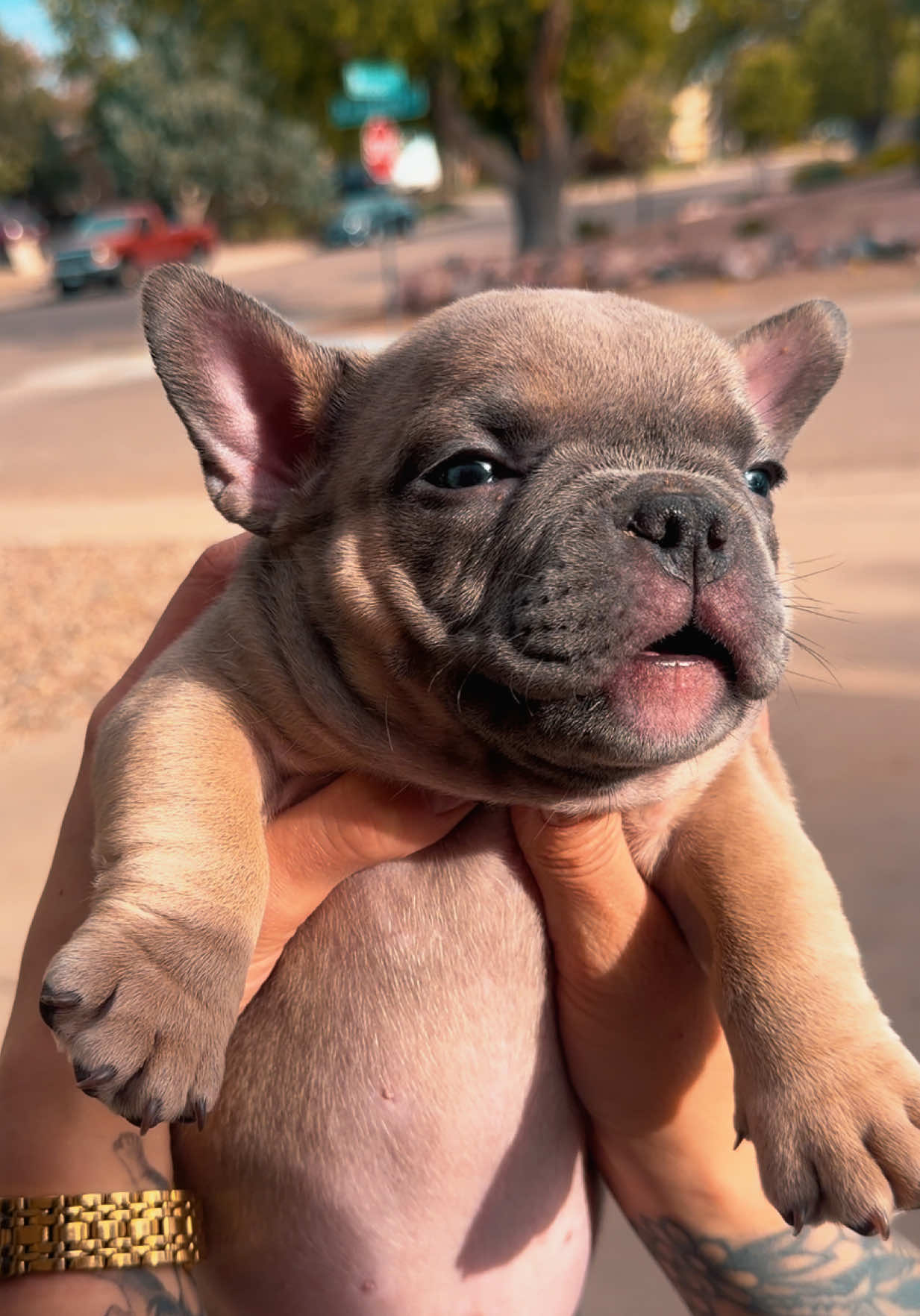 @steelforgedbullies