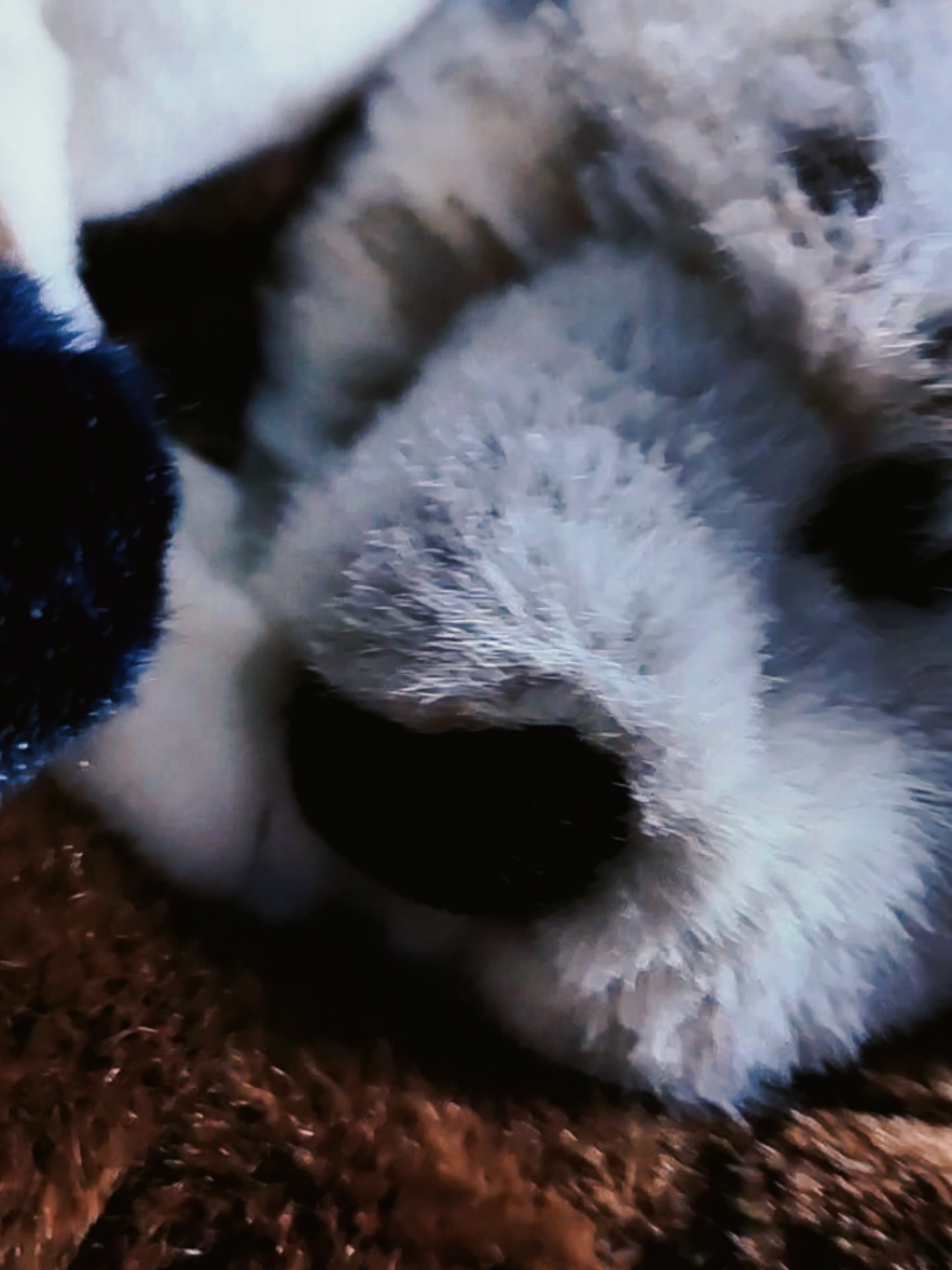 @TreasureDenPlush