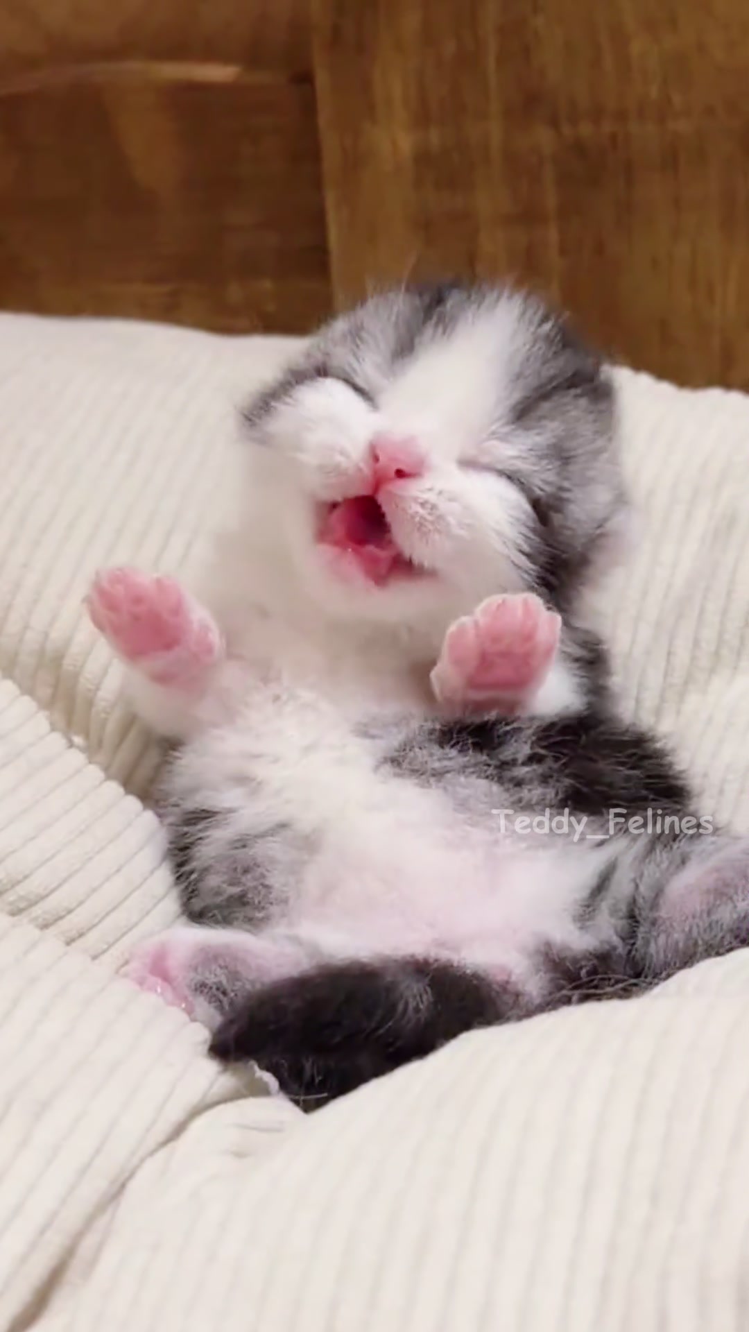 @Teddy_Felines 🧸🐾