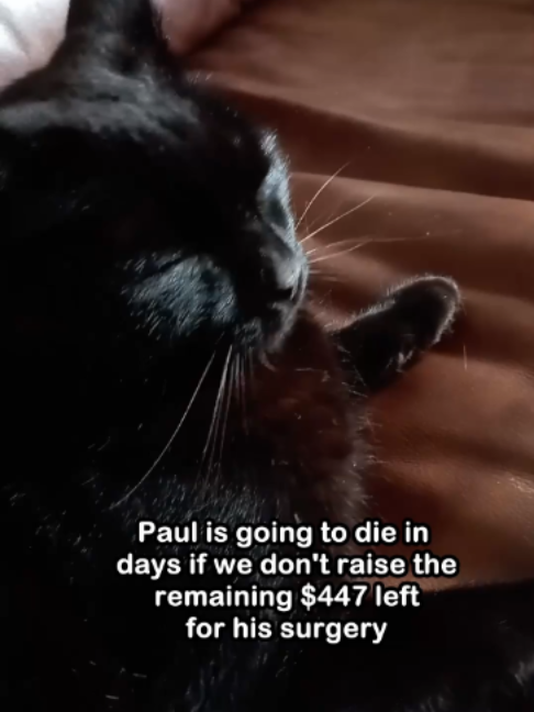 @Saving Paul the brave Cat!