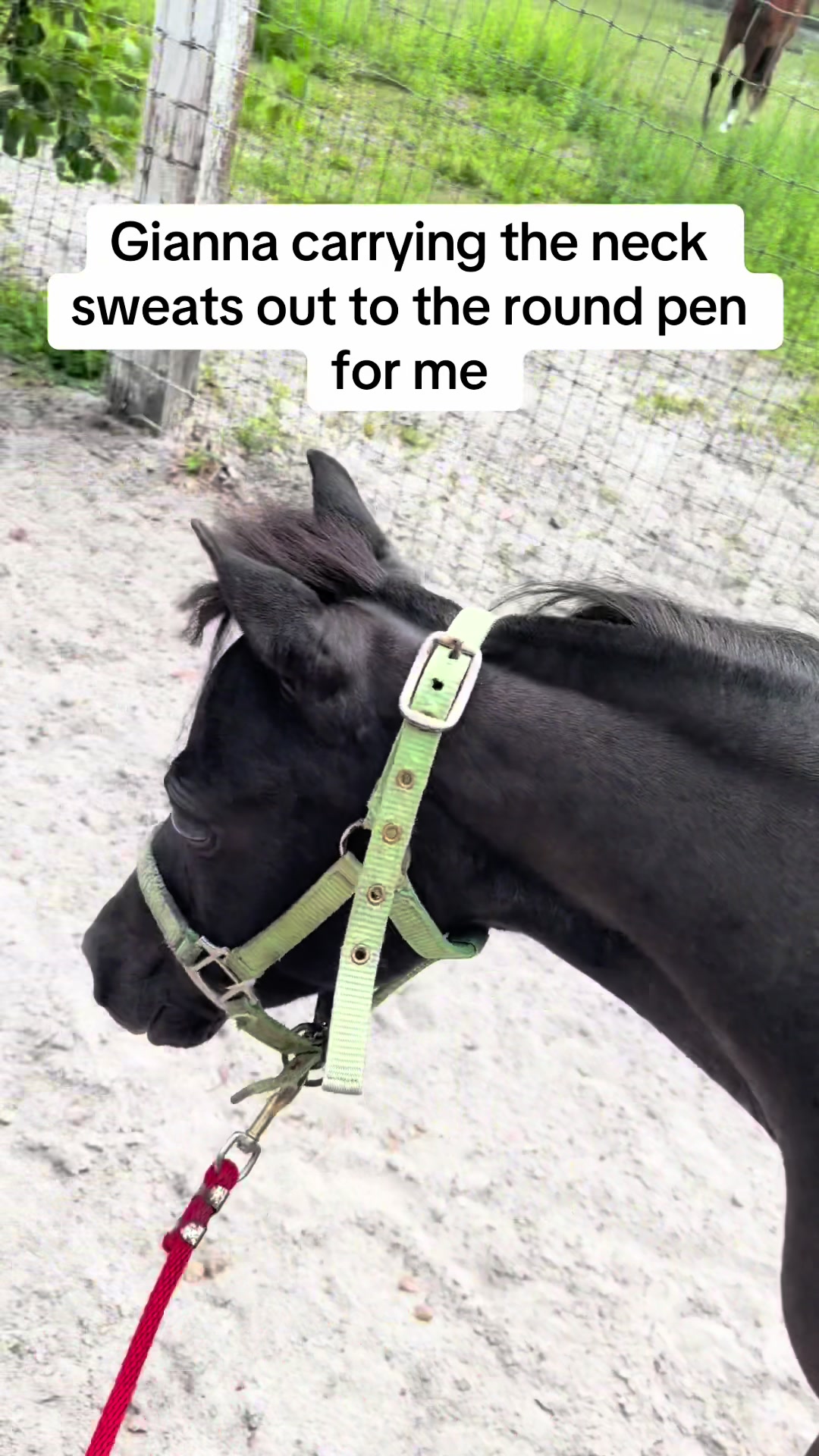 @Cheyenne