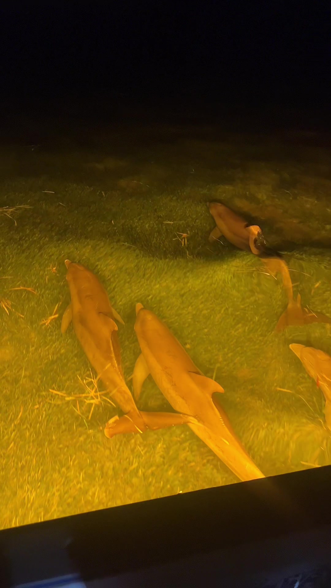 @The Fish Slayer