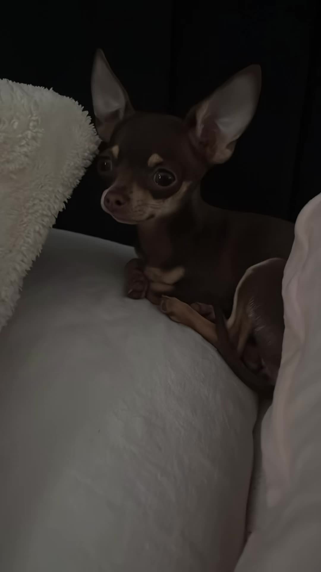 @Suffolk Chihuahuas