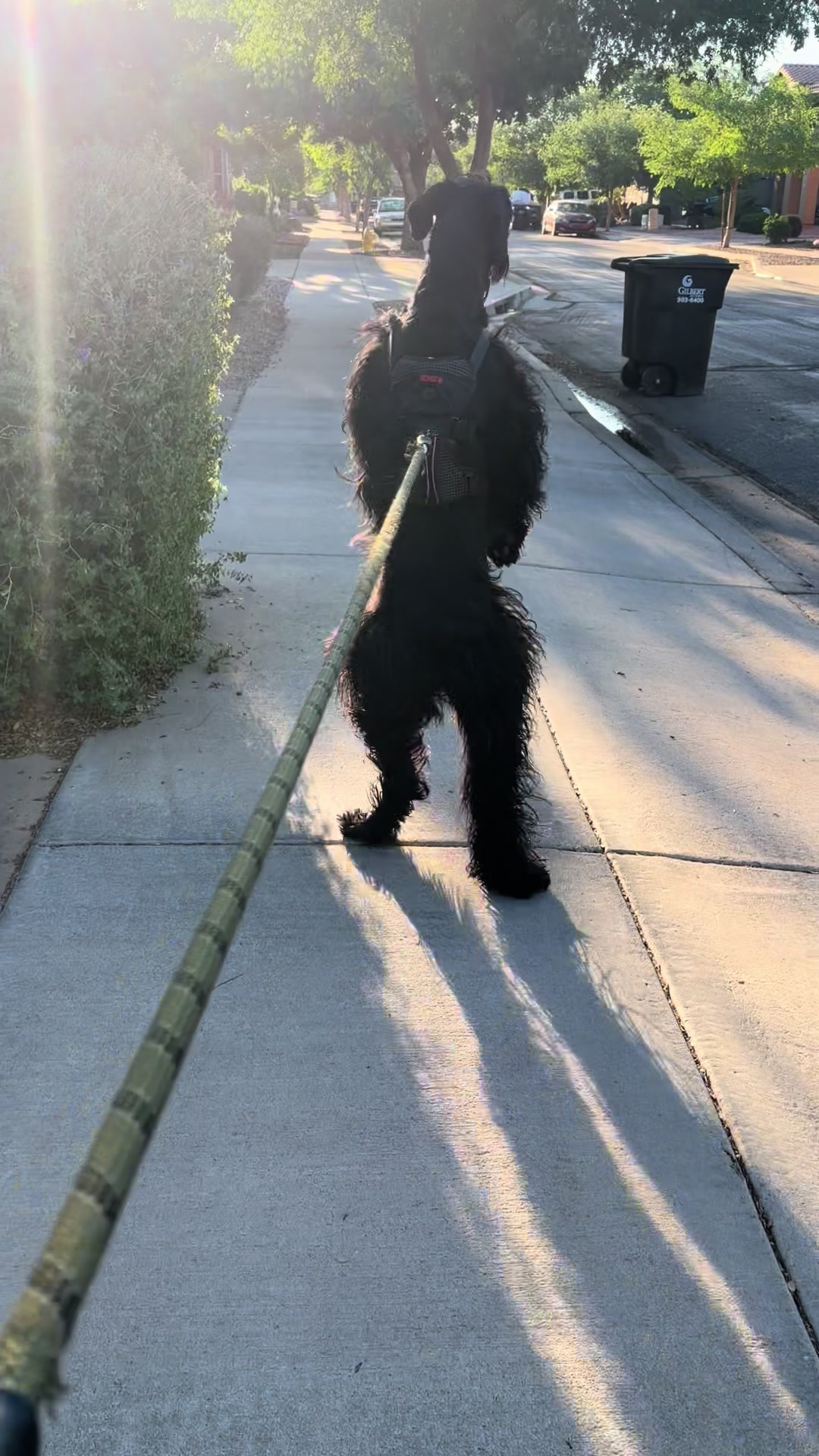 @Fiona Walks