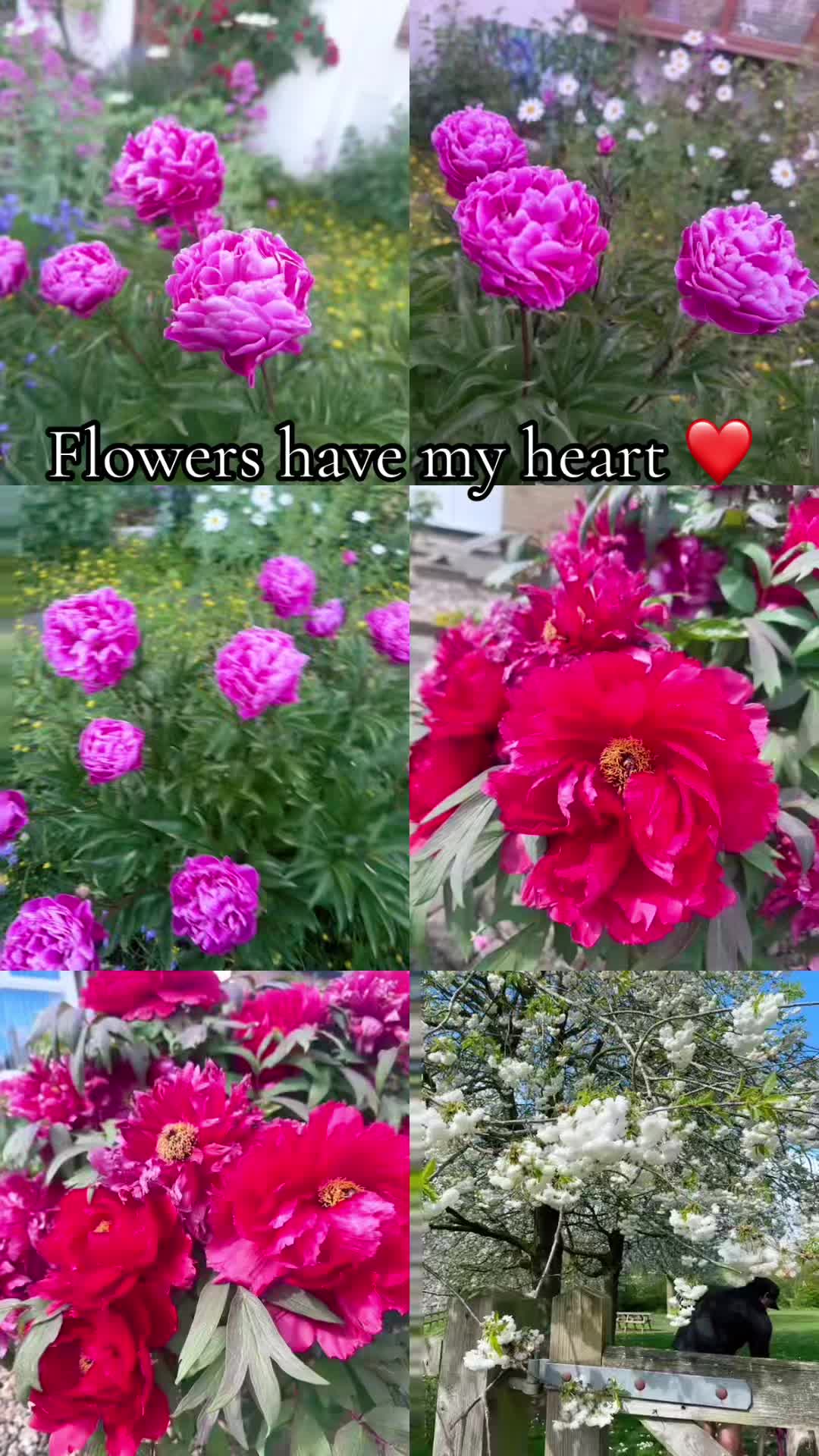 @BambisBlooms