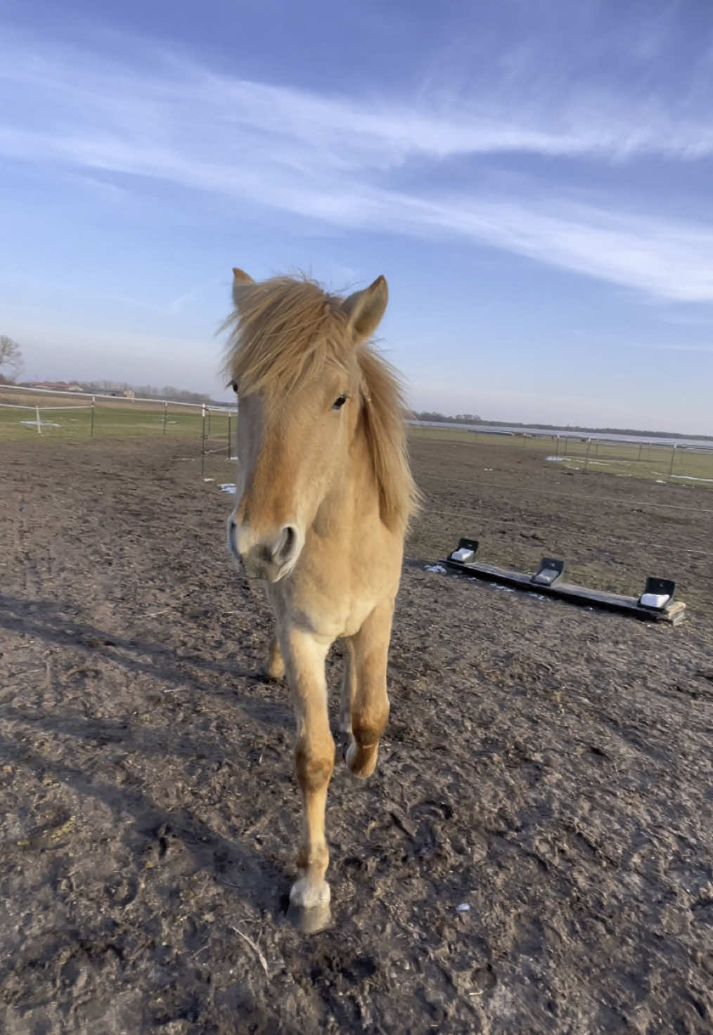 @leannesponyteam