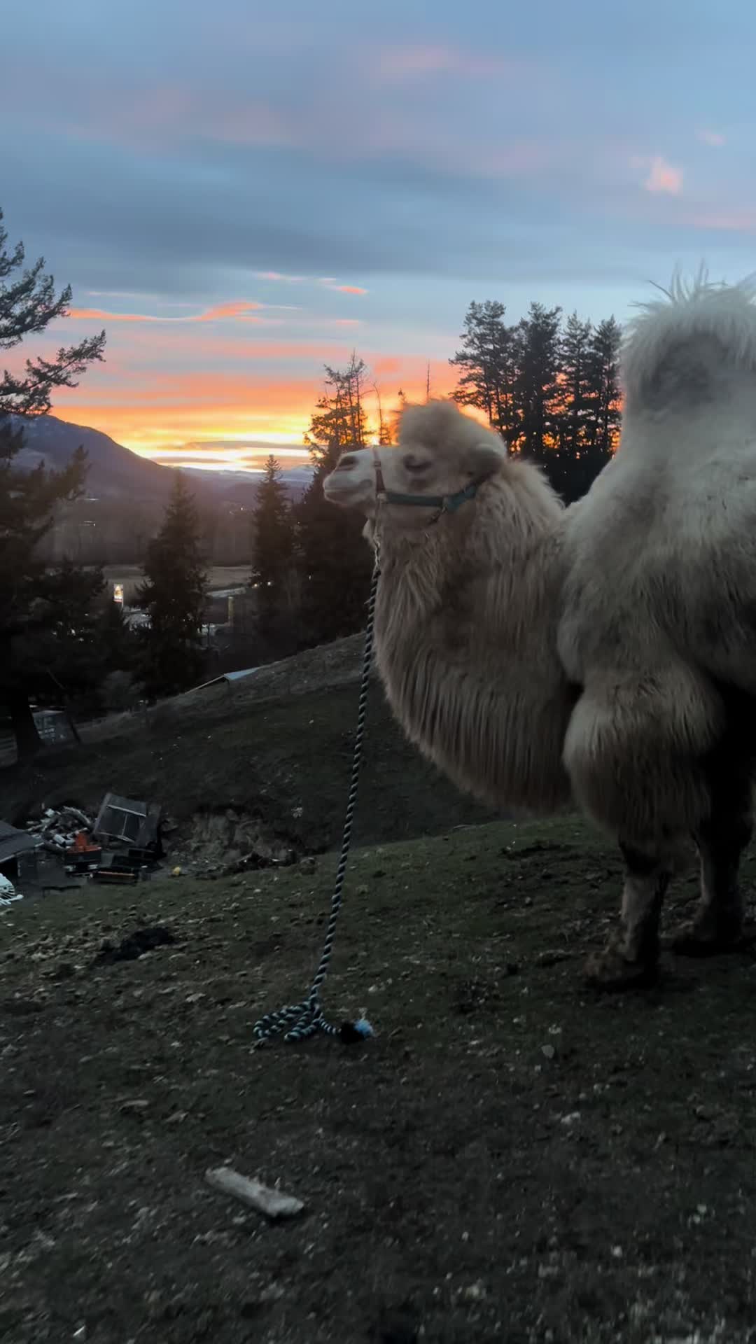 @MayhemTheCamel