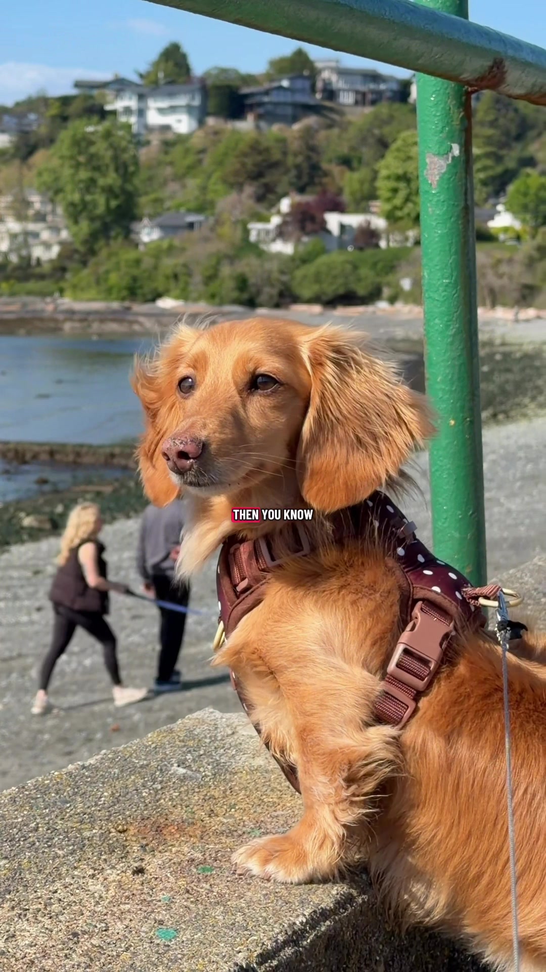 @cashewdachshund