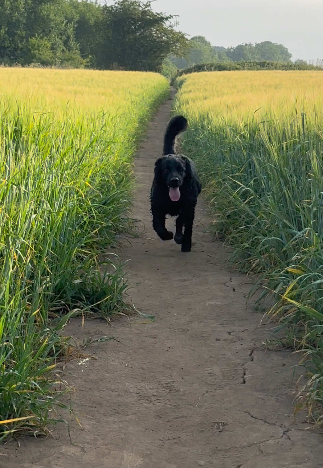 @PEPSI 🐾