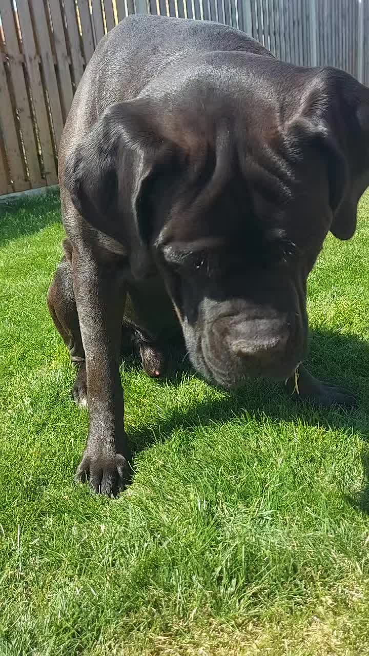 @Canecorspuppy