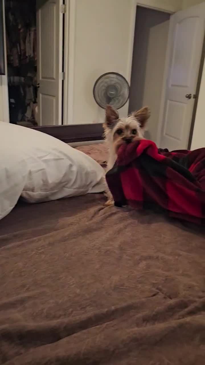 @Penny the Yorkie