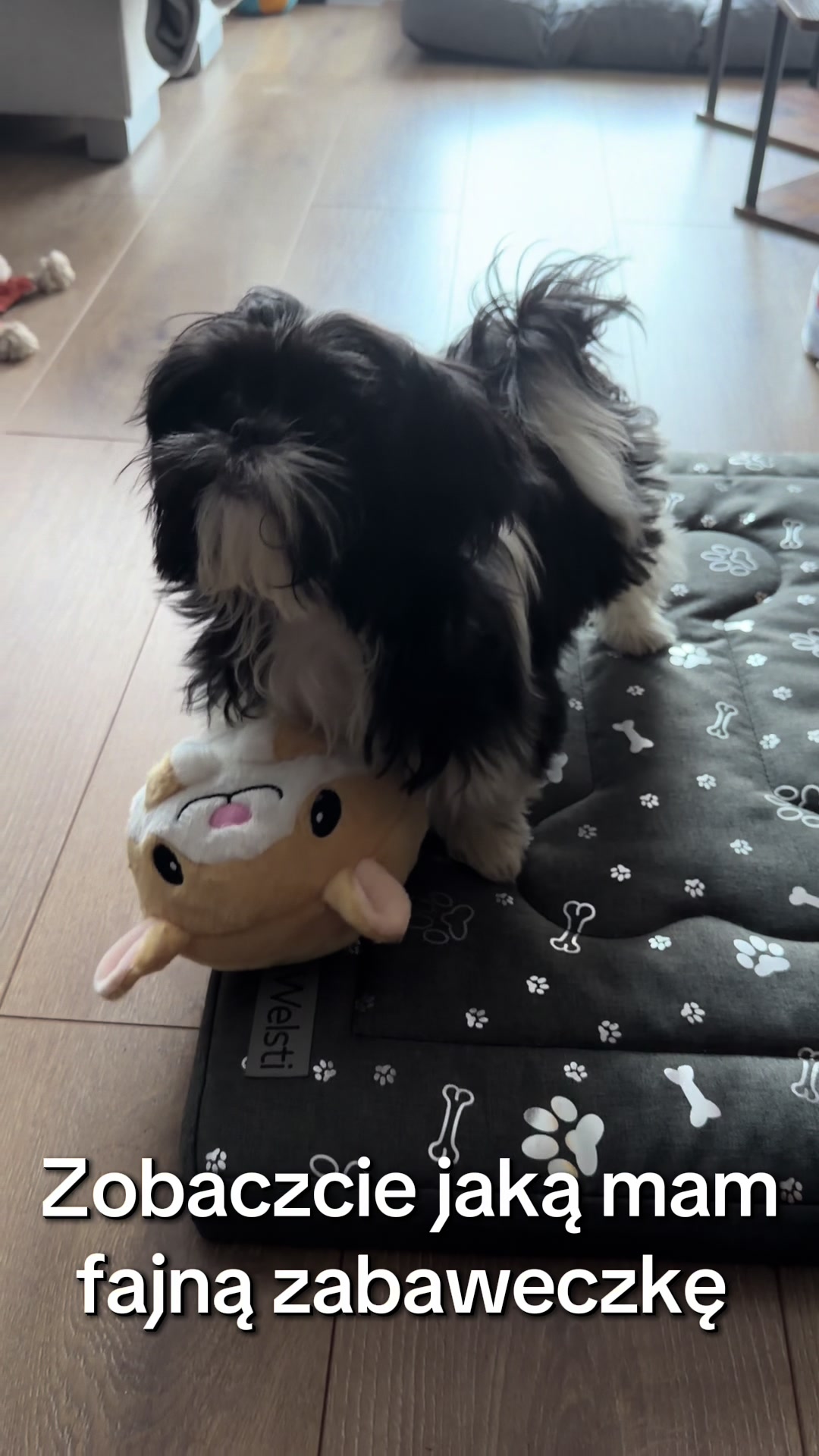@Cleo shih-tzu