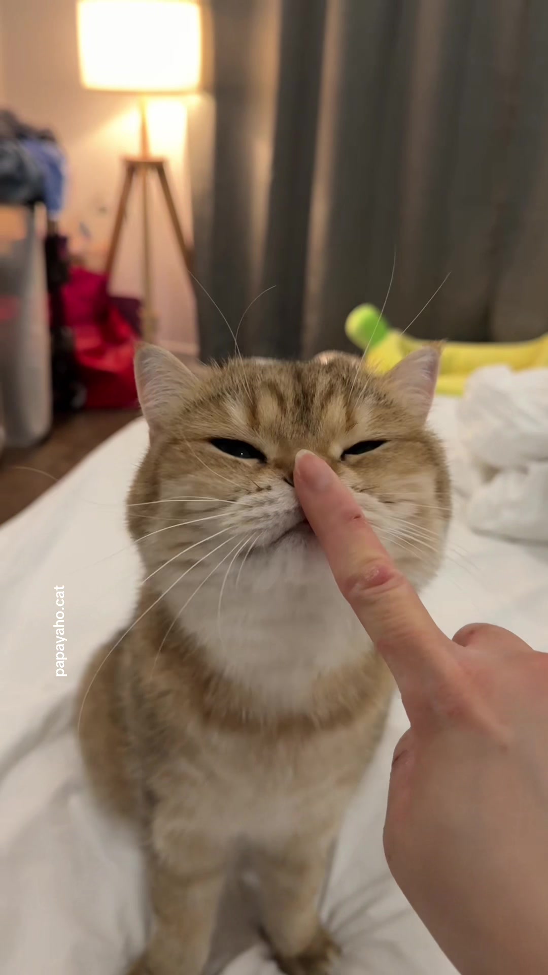 @Papaya the Cat