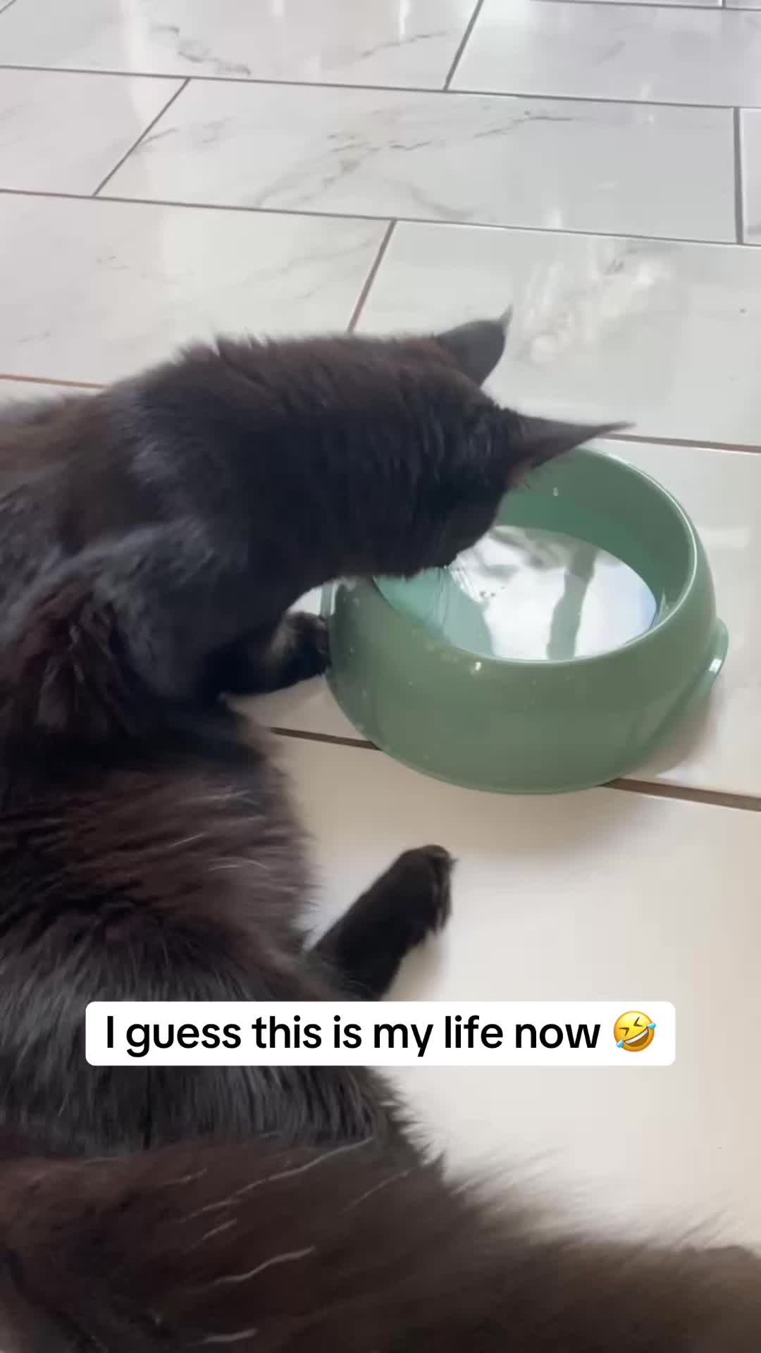 @tasha.stella.lola.kong