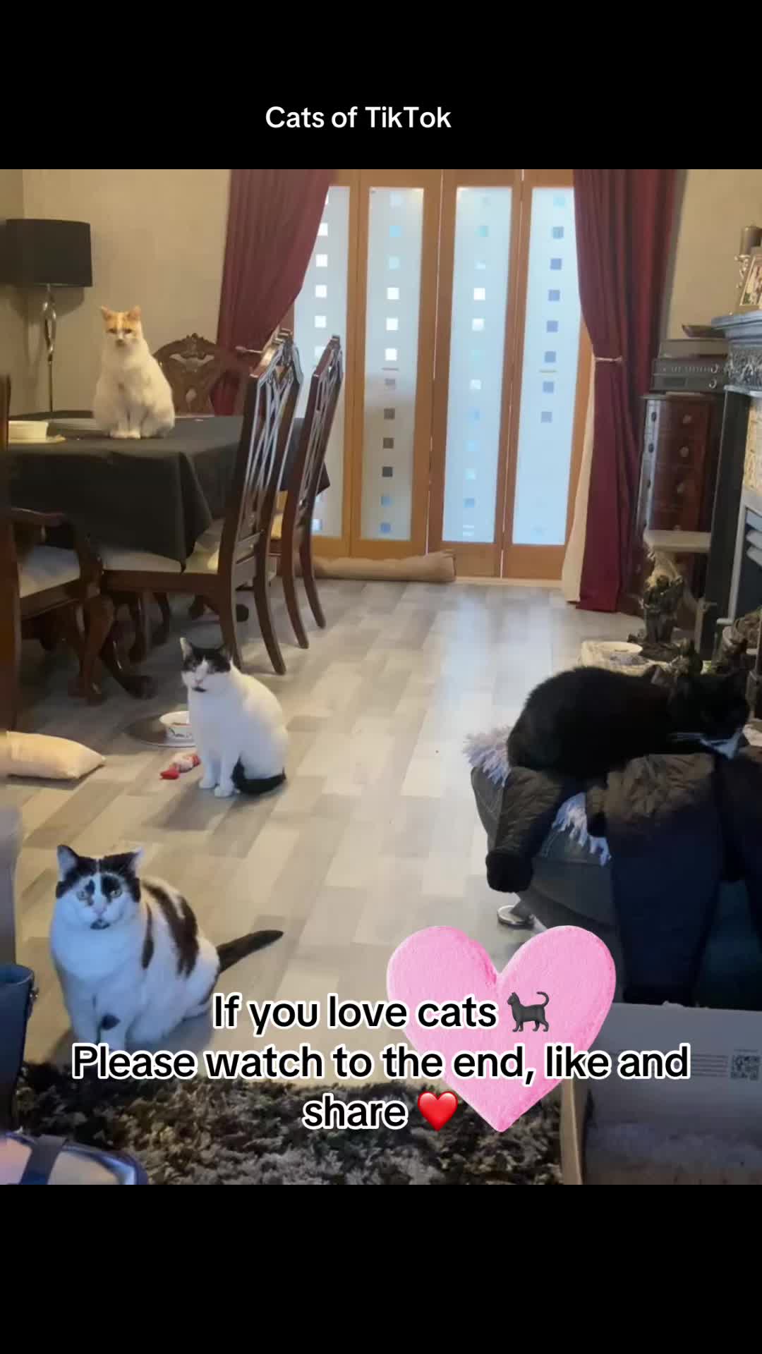 @Crazy cat lady x 4