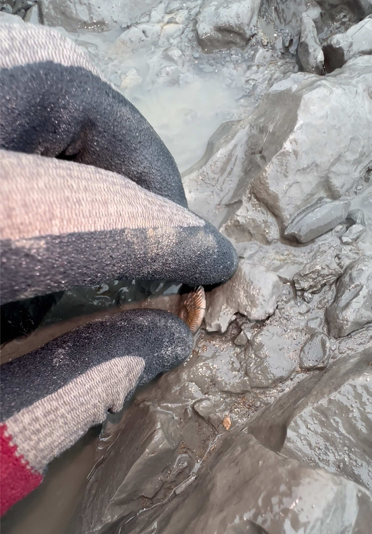 @yorkshire.fossils
